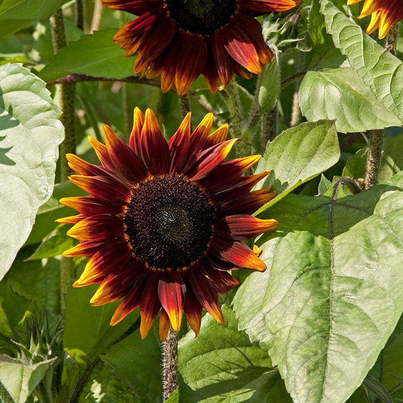 Sonnenblume - Shock o Lat F1