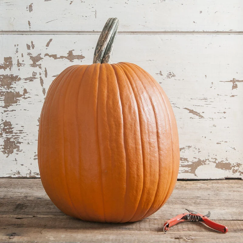 Halloween-Kürbis - Champion F1
