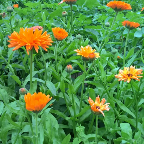 BIO Saatgut Ringelblume