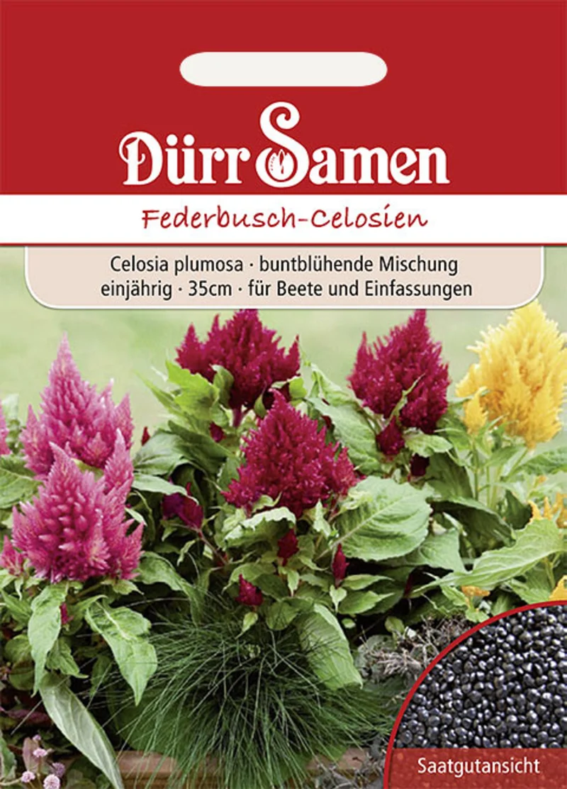 Federbusch Celosien Mischung Saatgut