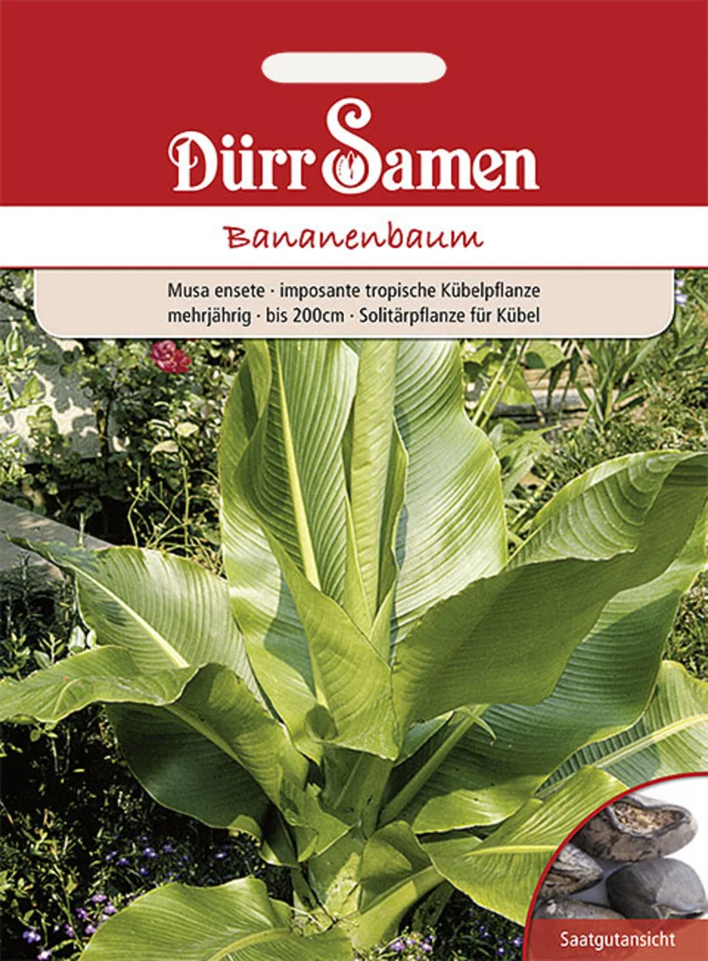 Bananenbaum Saatgut