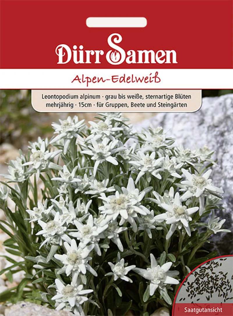 Alpen Edelweiß Saatgut