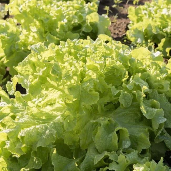 Lettuce Batavia: Blonde De Paris Organic Seed