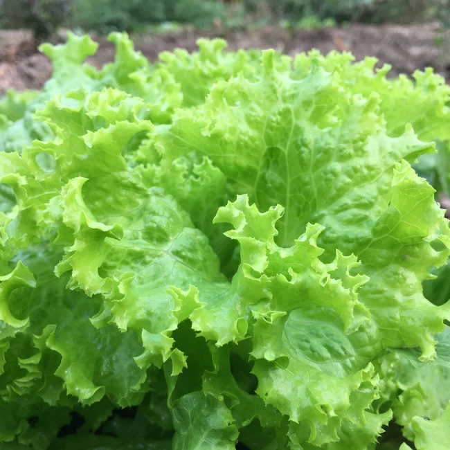Lettuce Batavia: Blonde De Paris Organic Seed