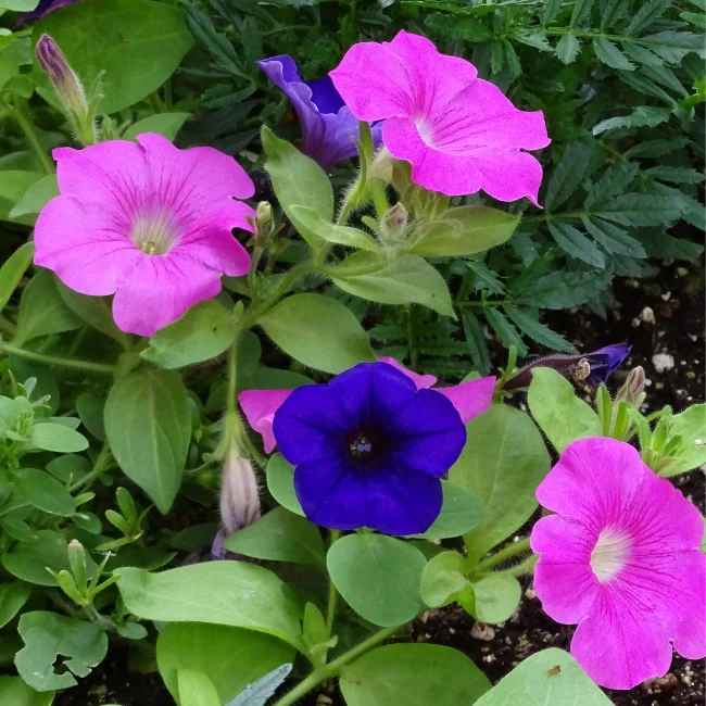 Morning Glory: Common Organic Seed