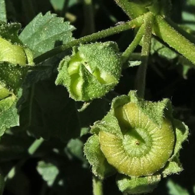 Common Mallow Organic Seed