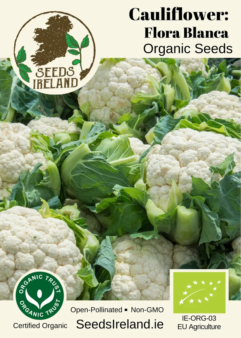 Cauliflower: Flora Blanca Organic Seed