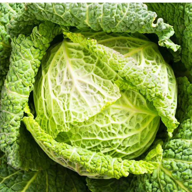 Savoy Cabbage Organic Seed
