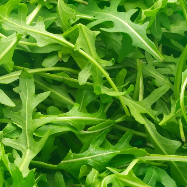 Rocket: Esmee Organic Seed