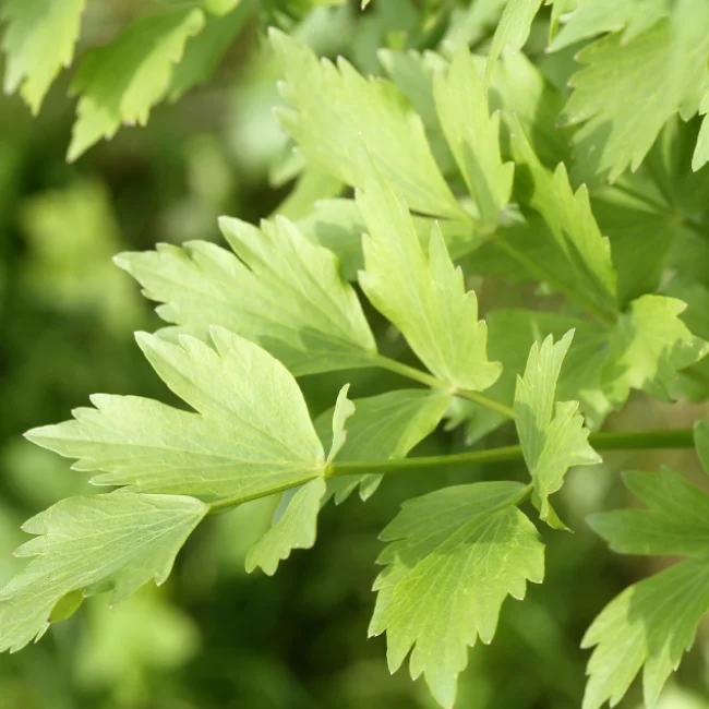 Lovage Organic Seed