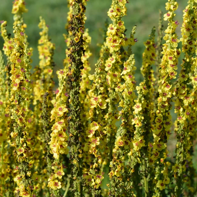 Mullein: Dense-flowered Organic Seed