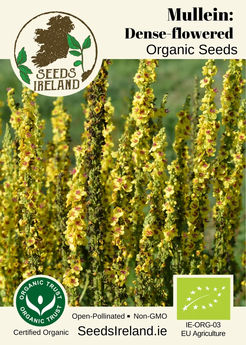 Mullein: Dense-flowered Organic Seed
