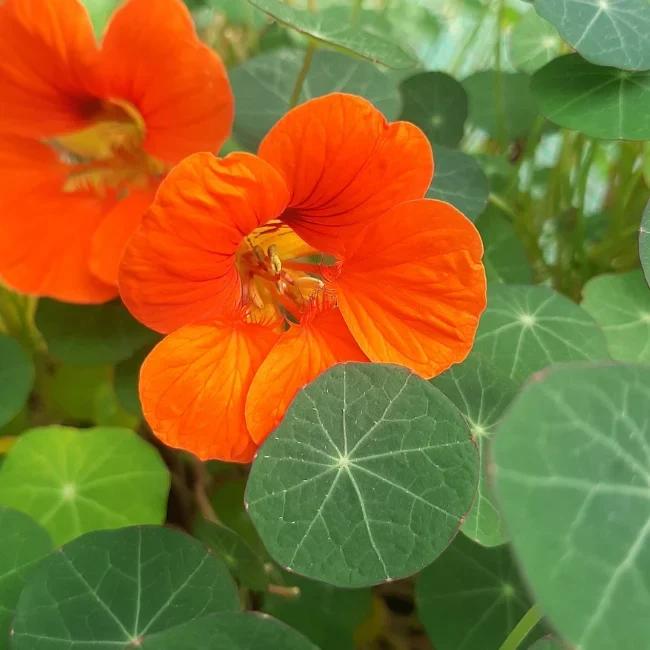 Nasturtium: Empress of India Organic Seed