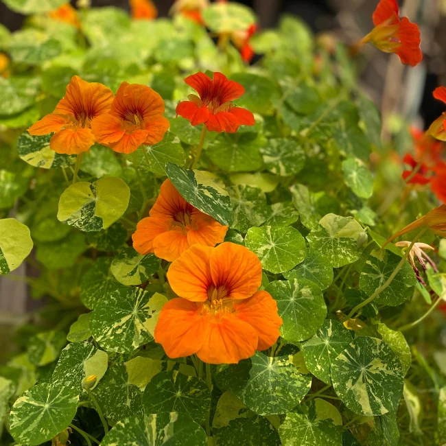 Nasturtium: Alaska Mix Organic Seed