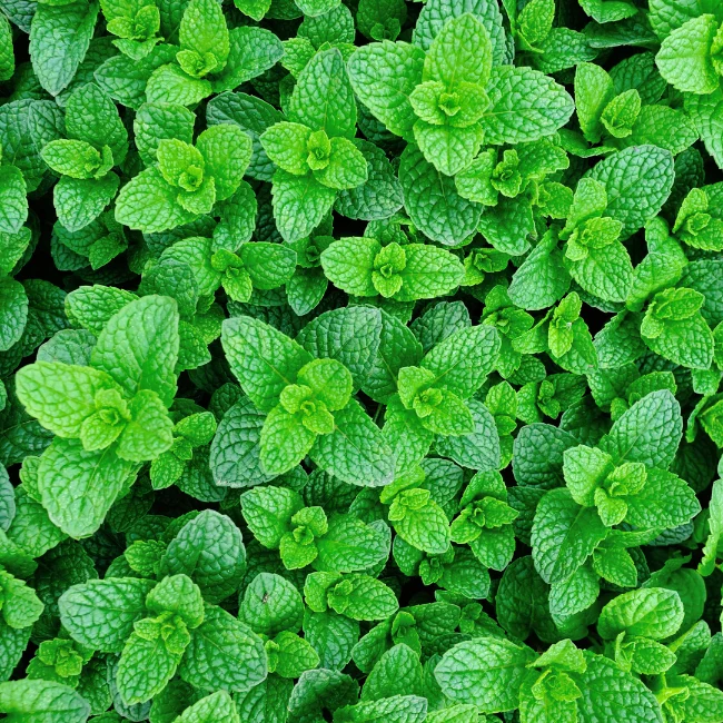 Mint: Peppermint Organic Seed