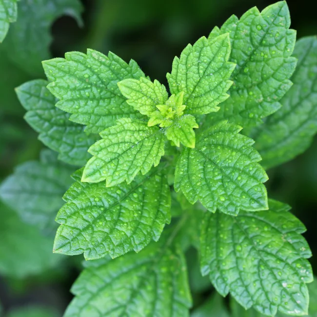 Lemon Balm Organic Seed