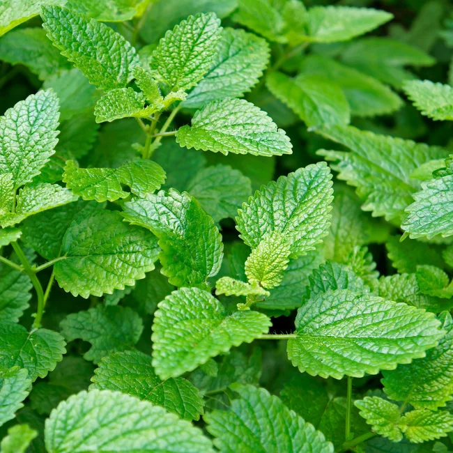 Lemon Balm Organic Seed