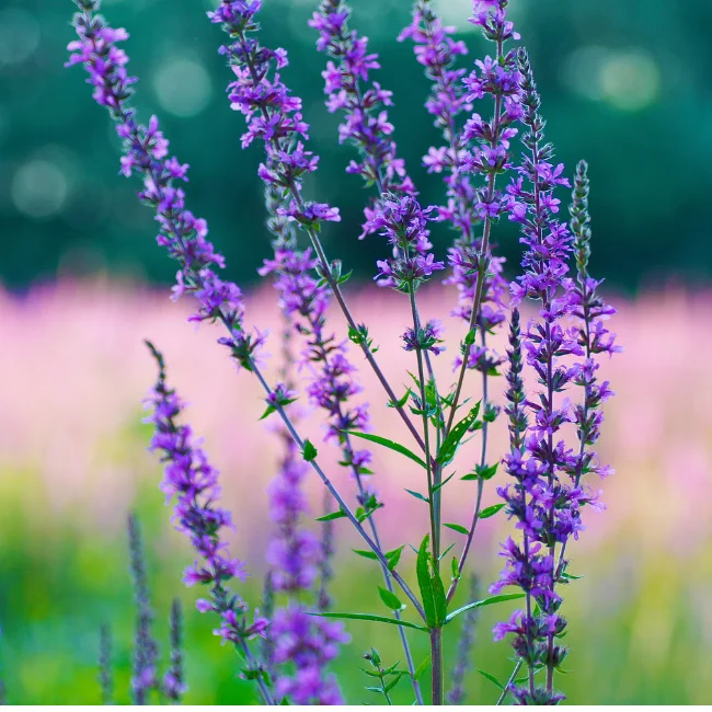 Hyssop Organic Seed