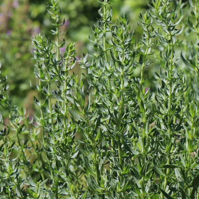 Hyssop Organic Seed