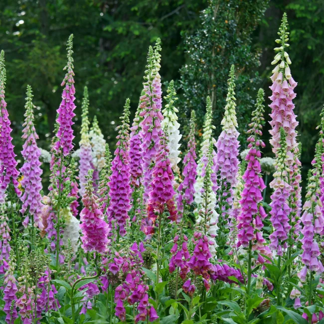 Foxglove Organic Seed