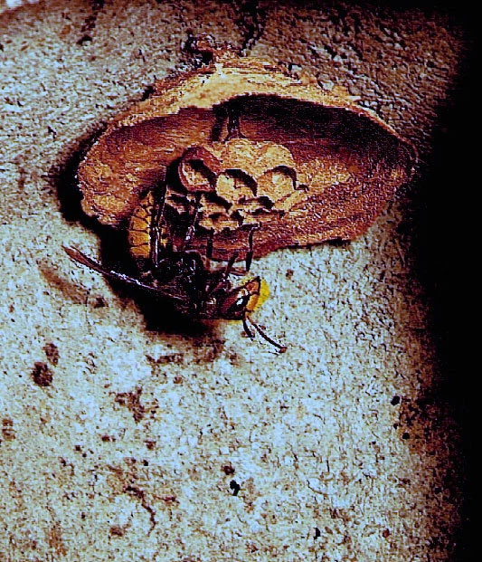 Hornissenhöhle (für Starter)