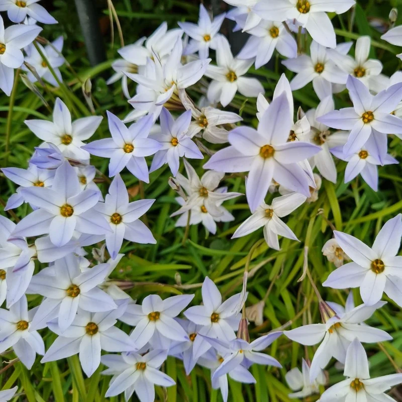 BIO Blumenzwiebeln Frühlingsstern 'Wisley Blue' 10 St.
