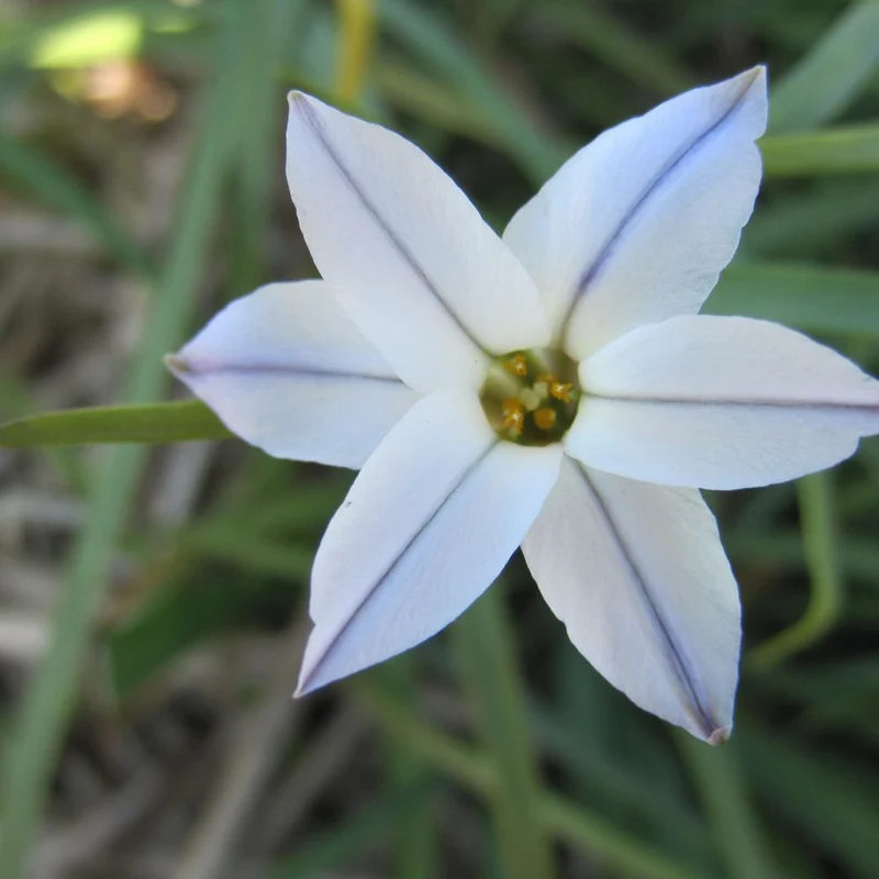 BIO Blumenzwiebeln Frühlingsstern 'Wisley Blue' 10 St.