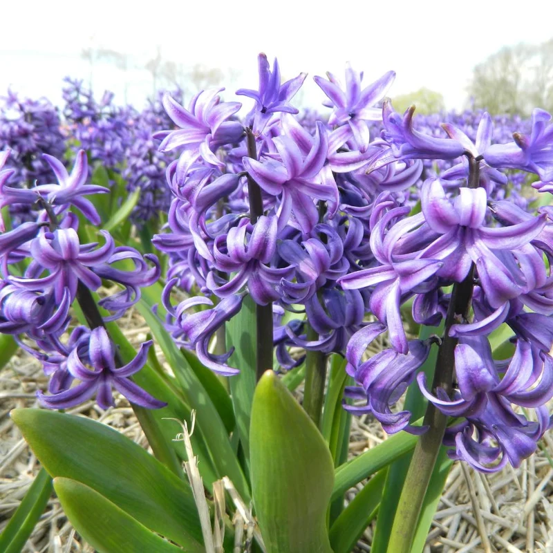 BIO Blumenzwiebeln Hyazinthe Blue Pearl 10 St.