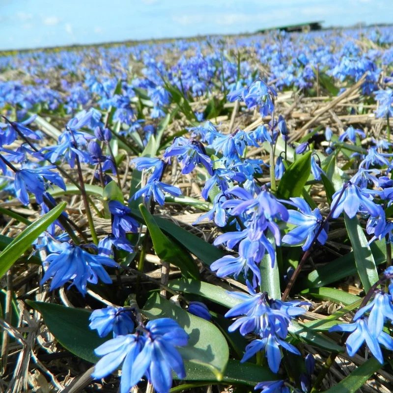 BIO Blumenzwiebeln Scilla siberica 10 St.