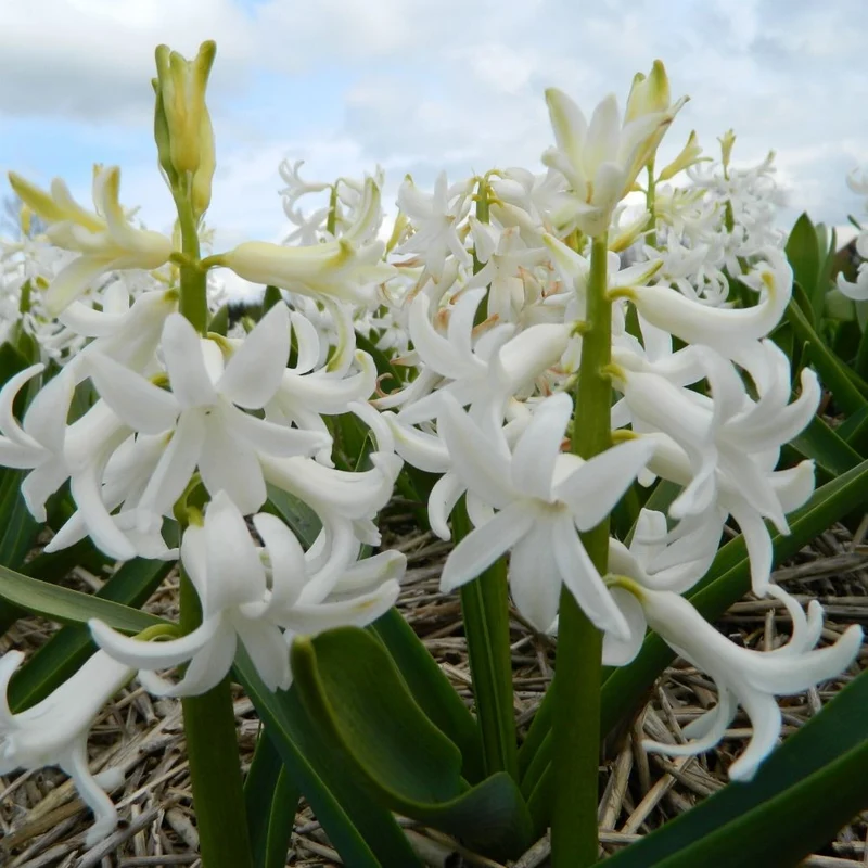 BIO Blumenzwiebeln Hyazinthe White Pearl 10 Stück