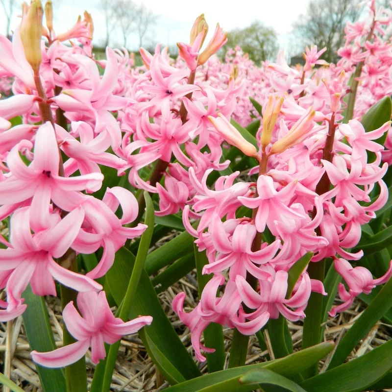 BIO Blumenzwiebeln Hyazinthe Pink Pearl 10 Stück