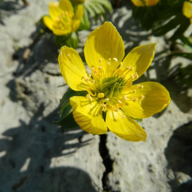 BIO Blumenzwiebeln Winterlinge 10 St.