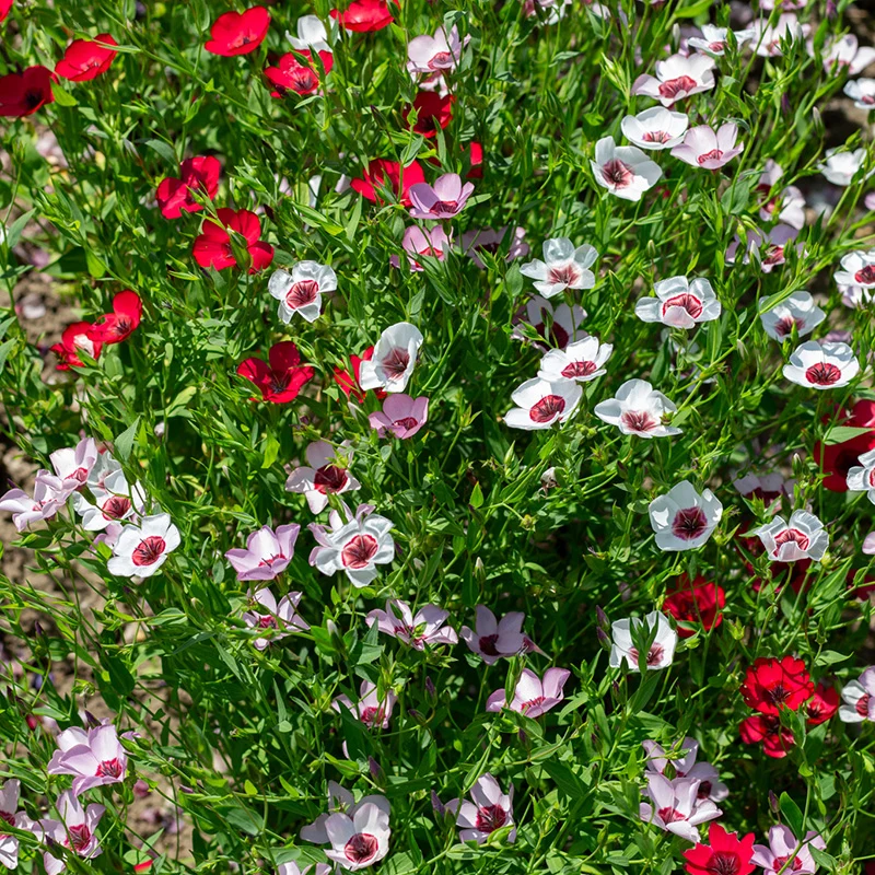Flachs - Tricolore