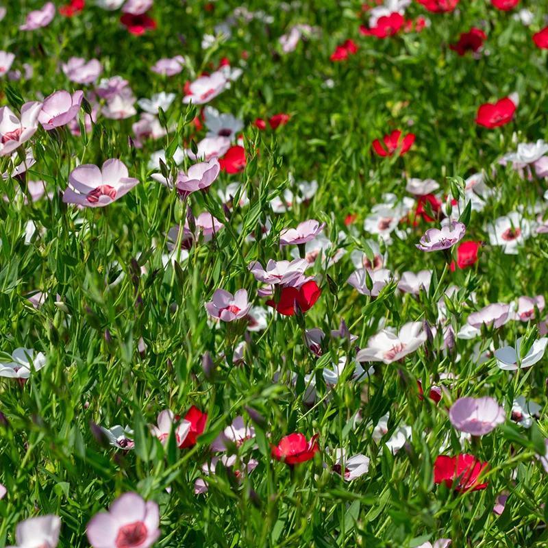 Flachs - Tricolore