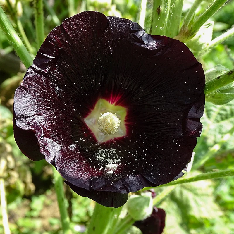 Stockrose - Nigra