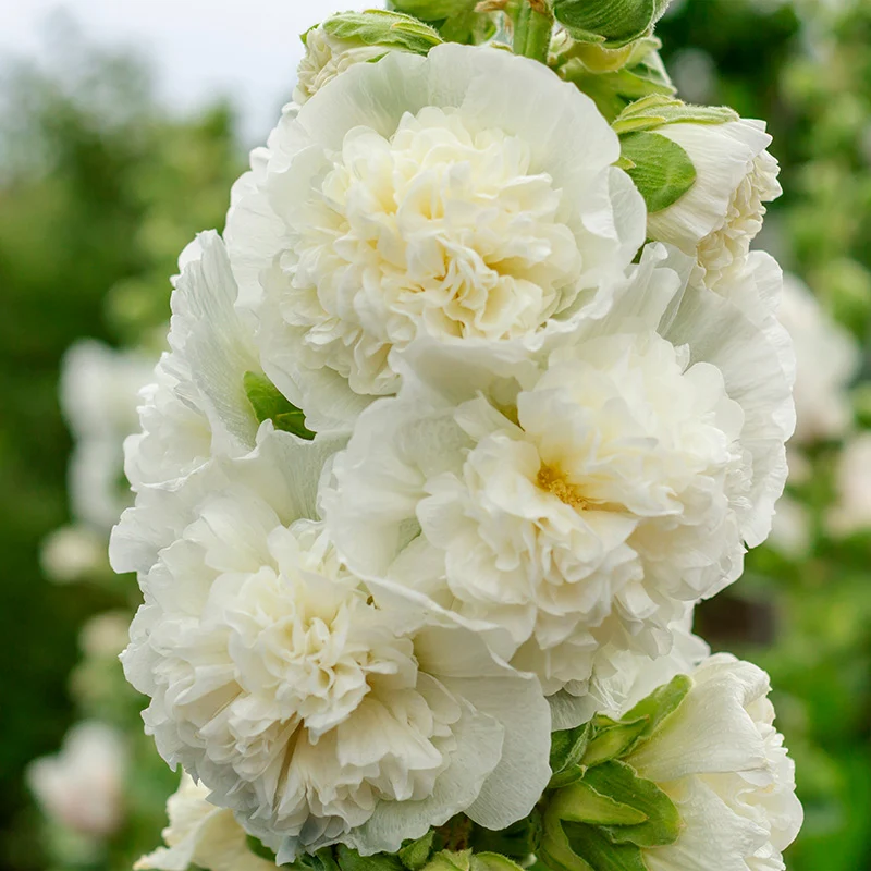 Stockrose - Chaters White