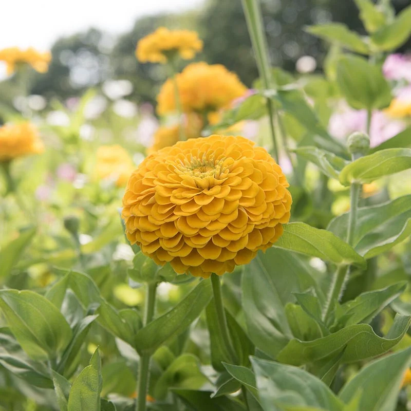Zinnie - Benary’s Giant Golden Yellow