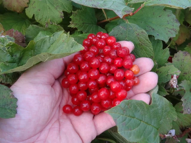Gemeiner Schneeball (Viburnum opulus)