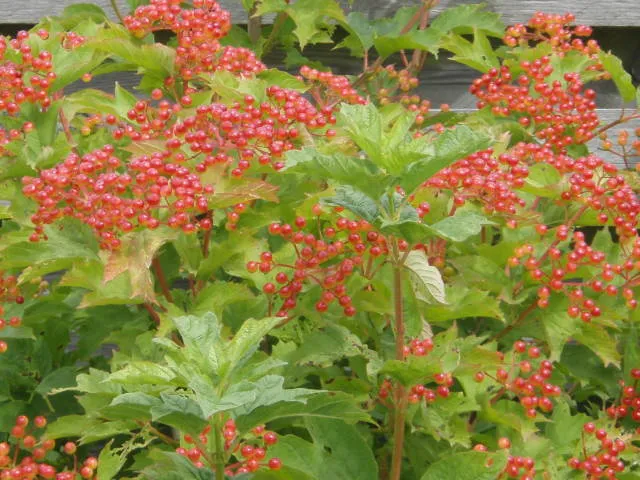 Gemeiner Schneeball (Viburnum opulus)