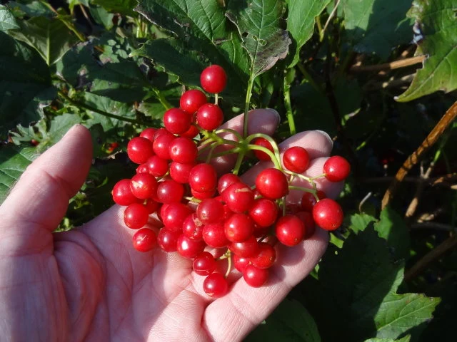 Gemeiner Schneeball (Viburnum opulus)