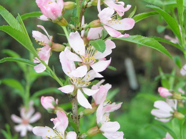 Zwergmandel (Prunus tenella)