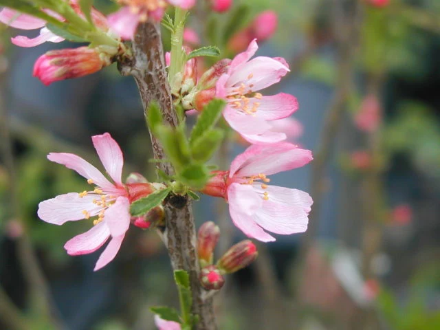 Zwergmandel (Prunus tenella)