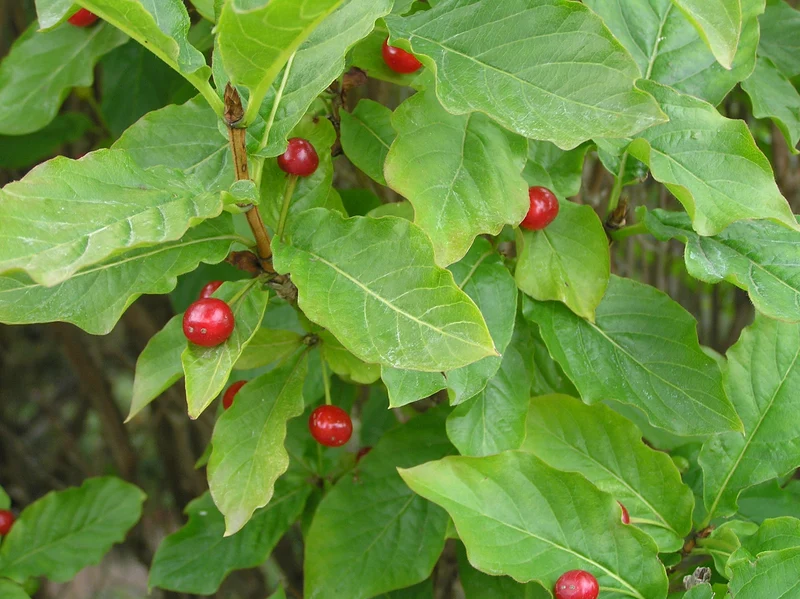 Alpen-Heckenkirsche (Lonicera alpigena)