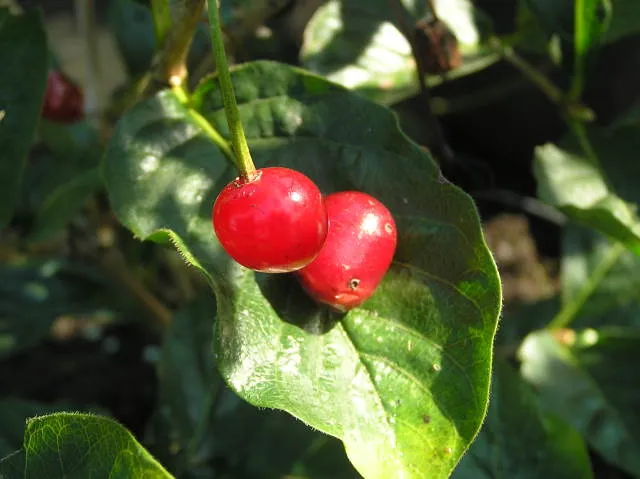 Alpen-Heckenkirsche (Lonicera alpigena)