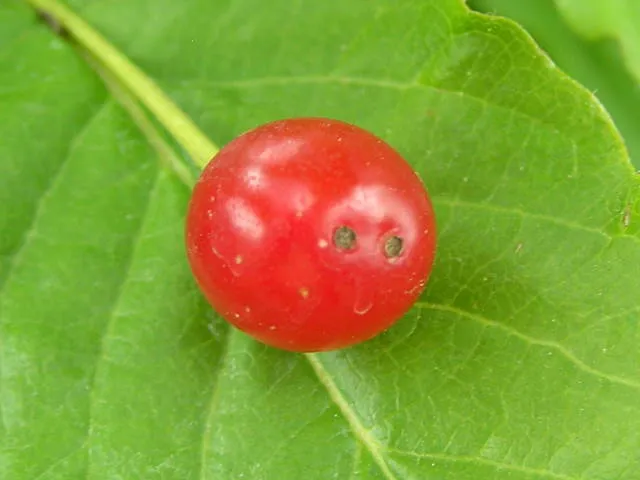 Alpen-Heckenkirsche (Lonicera alpigena)