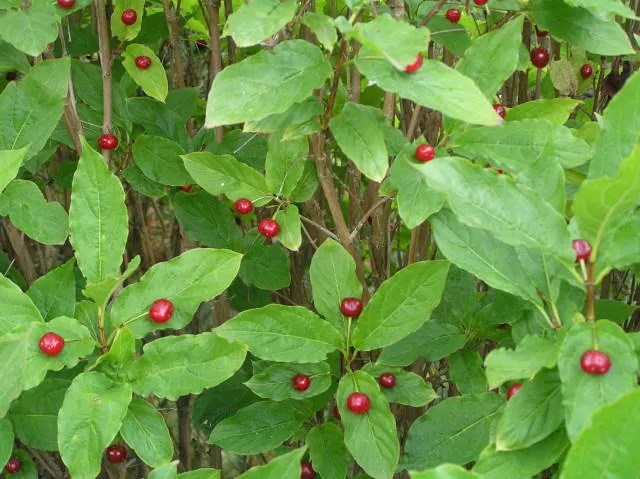Alpen-Heckenkirsche (Lonicera alpigena)