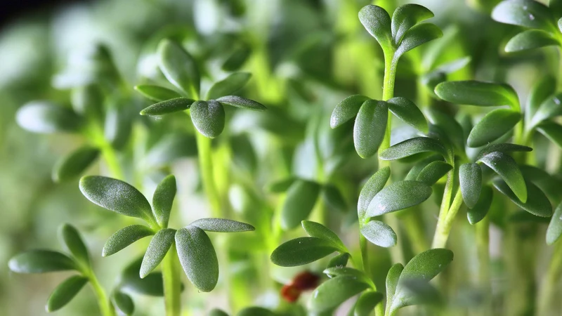Gewöhnliche Kresse (Lepidium sativum)