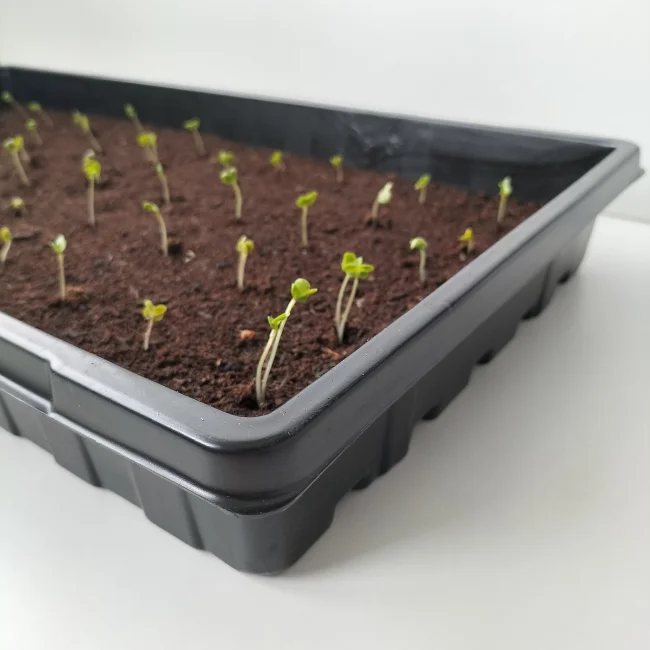 Propagation Trays For Seed Starting or Microgreens WITHOUT Holes - 1020