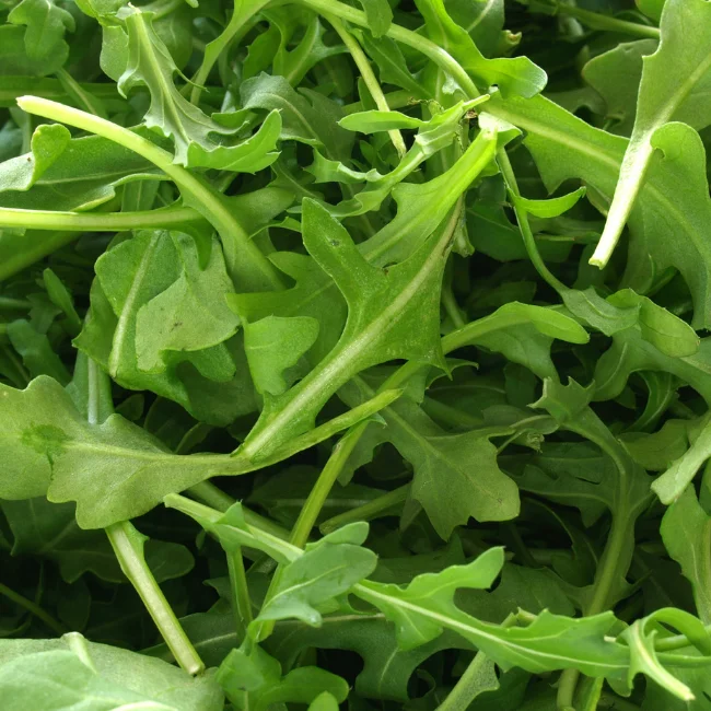 Rocket: Wild Perennial Organic Seed