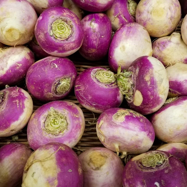 Turnip: Purple Top Milan Organic Seed